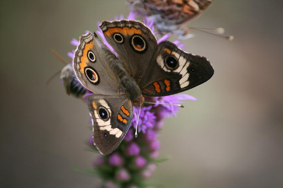 Butterfly Photograph - Buckeye Butterfly by Cathy Harper