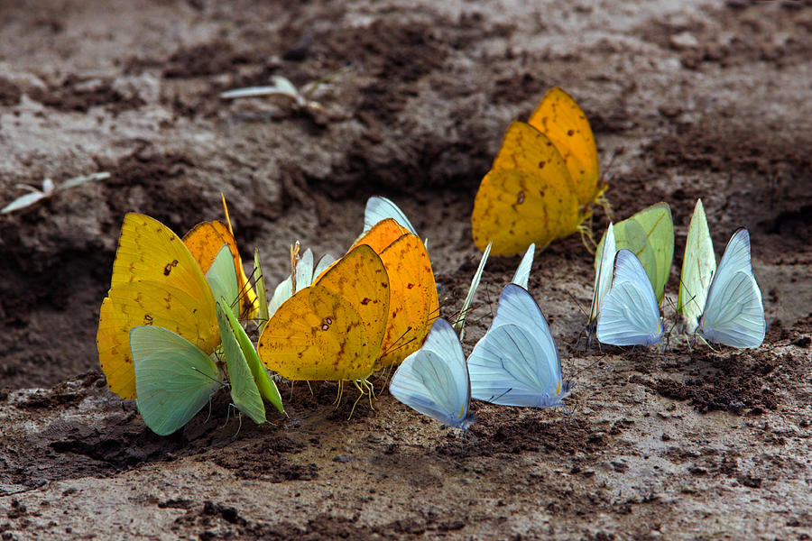 Butterflies Eating Minerals Photograph