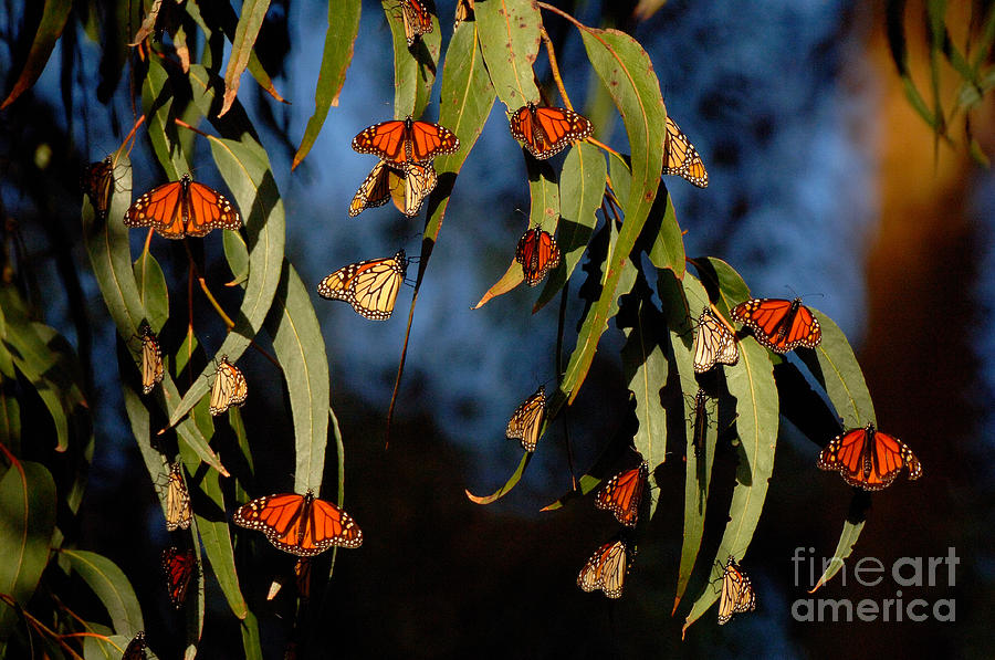 Butterflies #1 Photograph by Marc Bittan