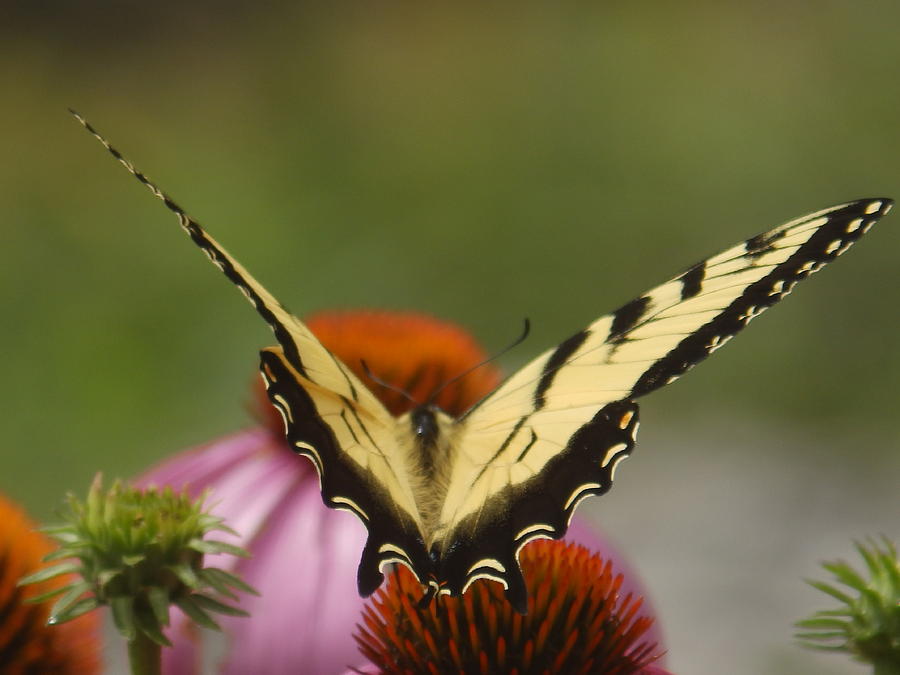 Butterflies Photograph
