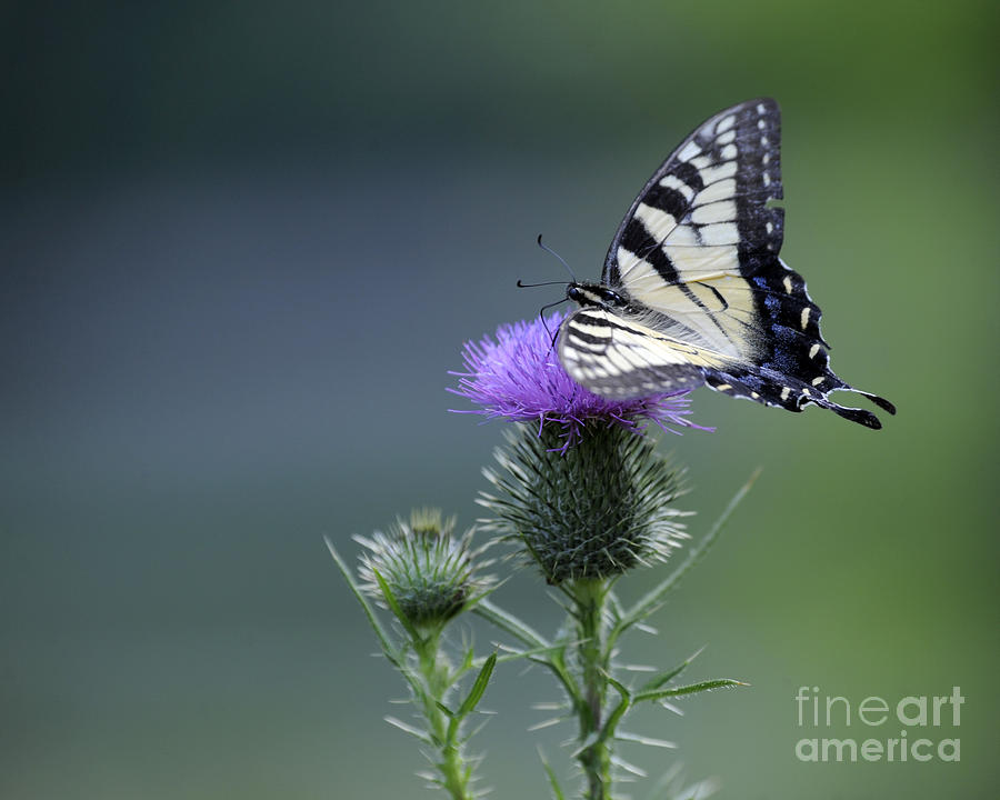 Butterfly #179 #2 Photograph by Carien Schippers