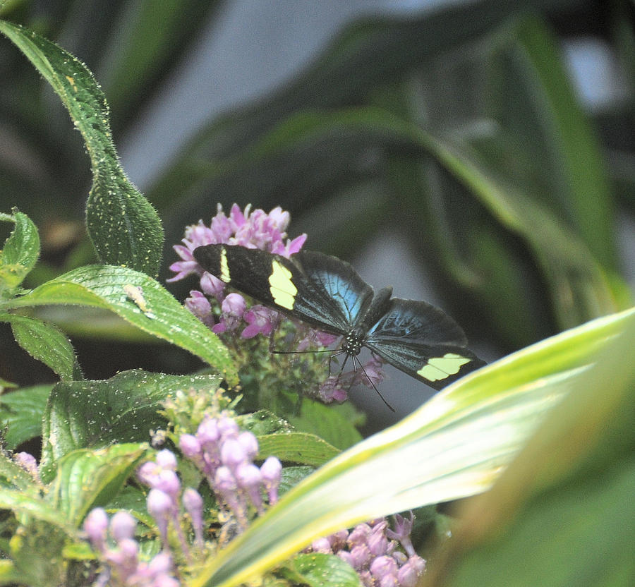 Butterfly Photograph - Butterfly 4 #1 by Rich Bodane