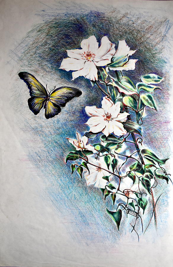 Butterfly and Clematis Vine #1 Drawing by Susan Moore