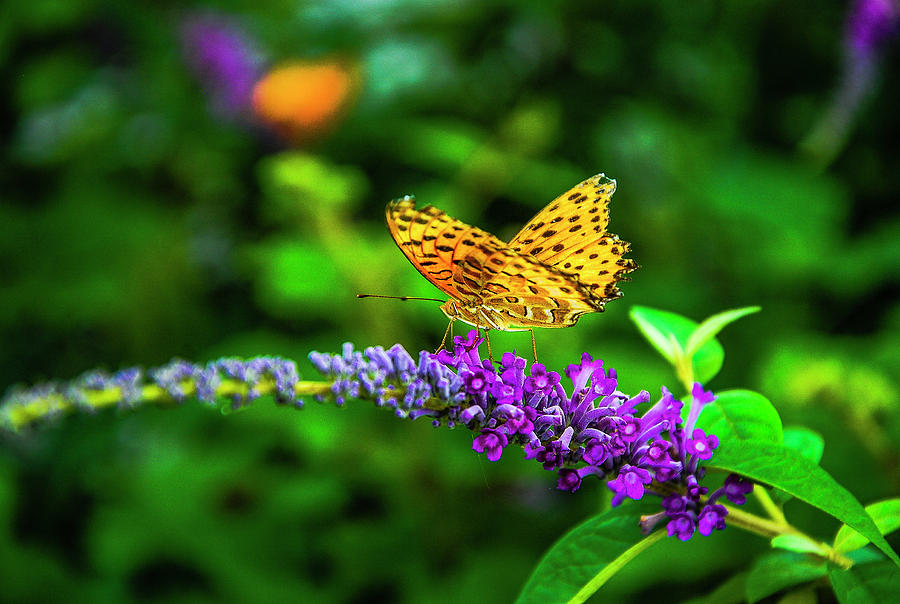Butterfly and flower closeup #1 Photograph by Carl Ning