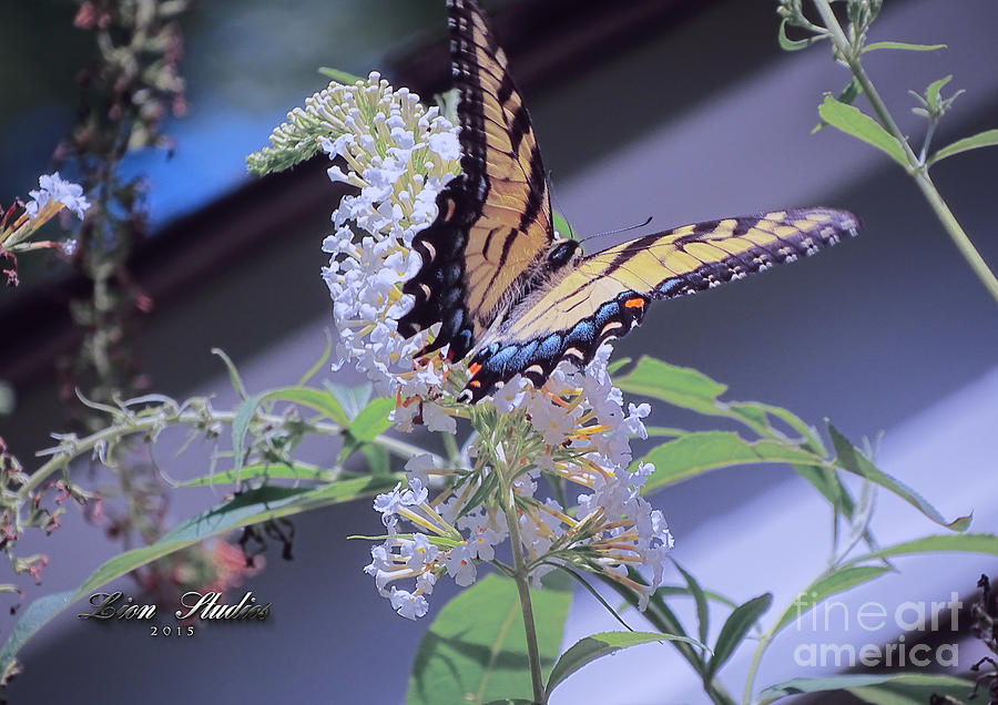Butterfly Bush ,Butterfly Included #2 Photograph by Melissa Messick