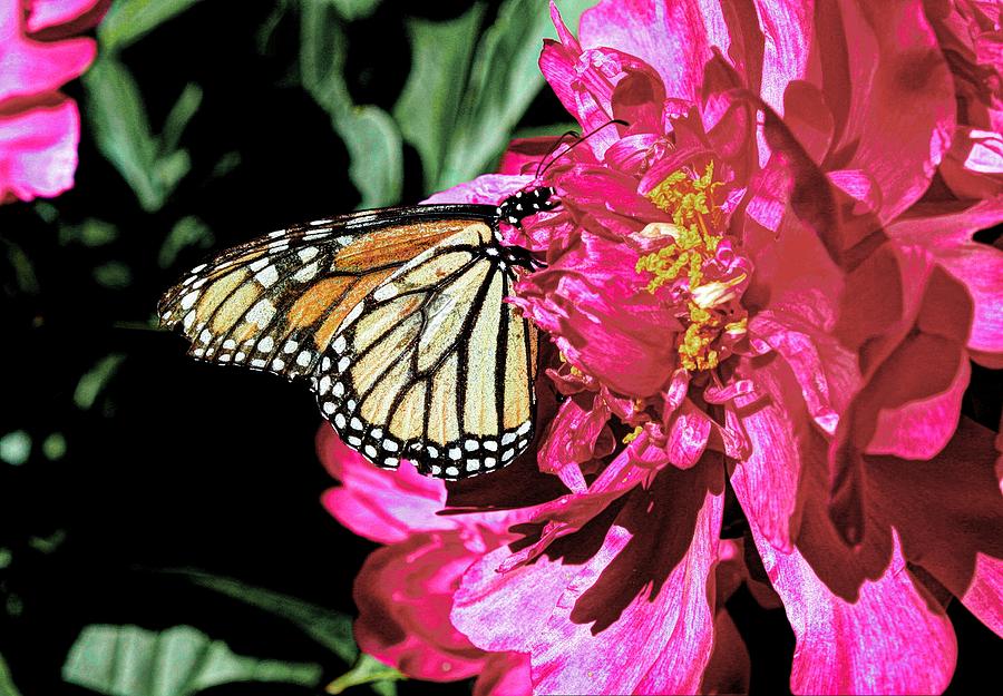 Butterfly #1 Photograph by David Matthews
