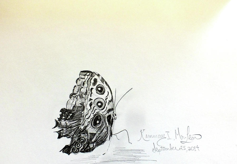 Butterfly Drawing #1 Drawing by Kimmary MacLean