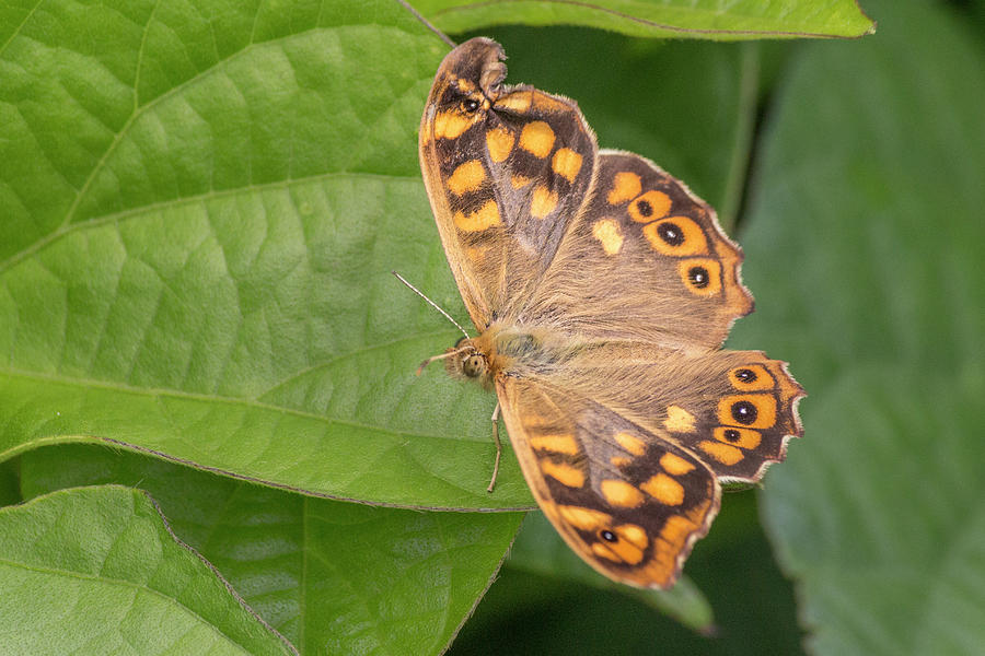 Butterfly Photograph by Ernesto Santos - Fine Art America