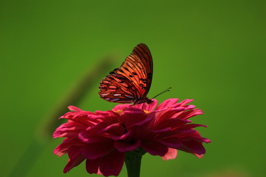 Butterfly Garden 9 Photograph by Kevin Wheeler