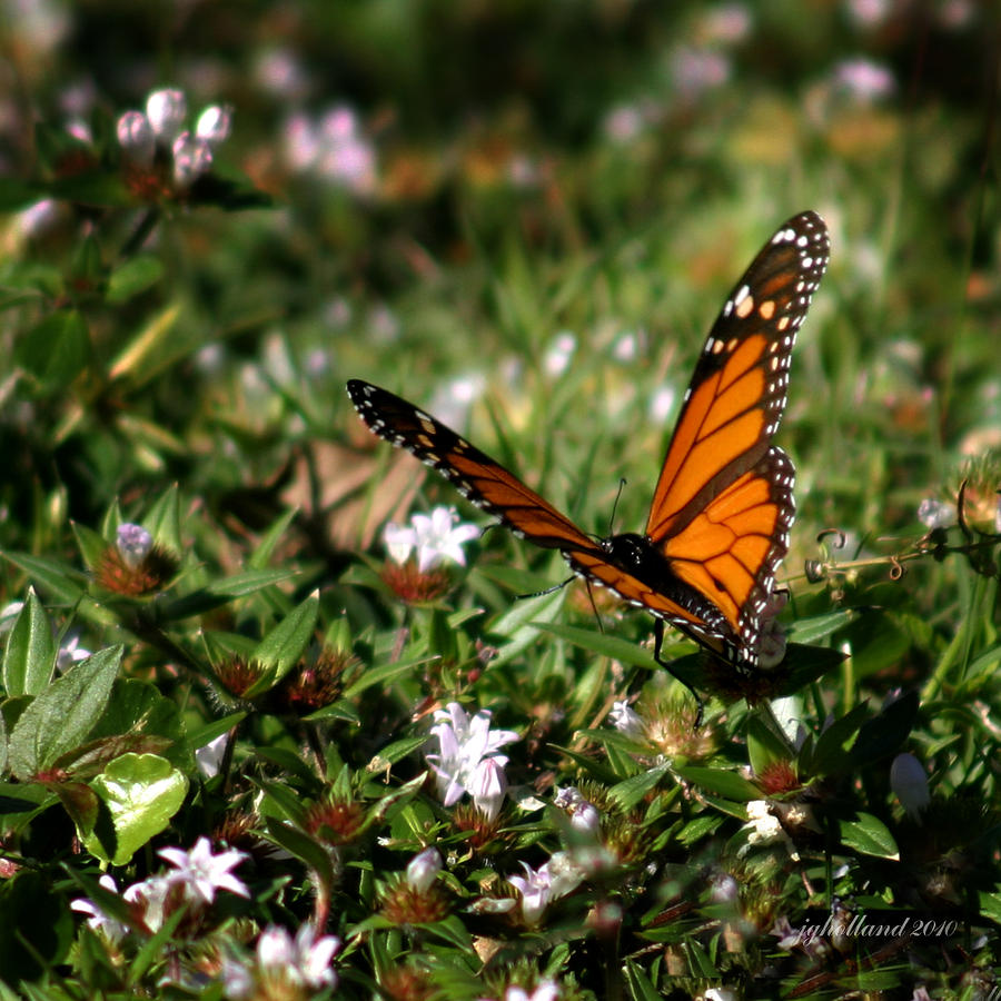 Butterfly Garden #1 Photograph by Joseph G Holland