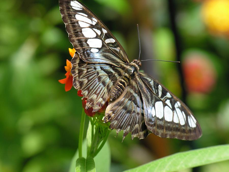 Butterfly Garden Photograph by Karen Dickinson - Fine Art America