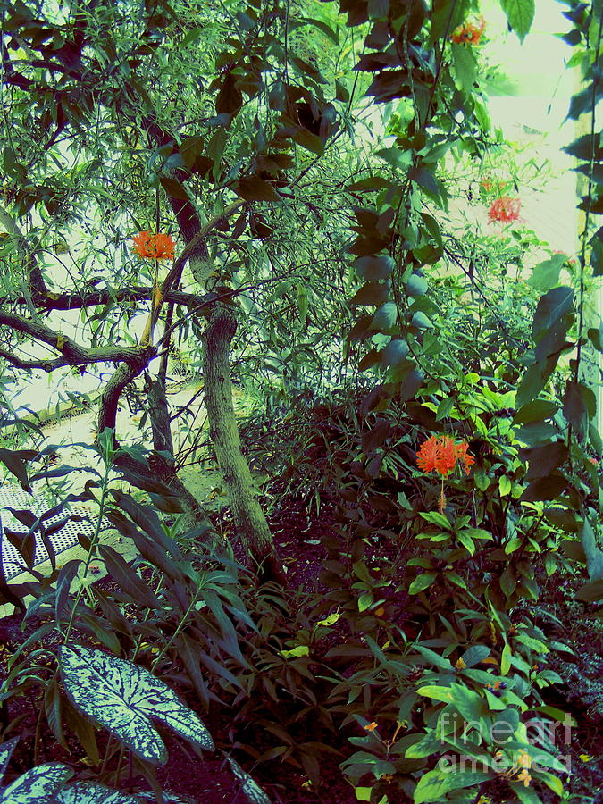 Butterfly Garden #2 Photograph by Nancy Kane Chapman