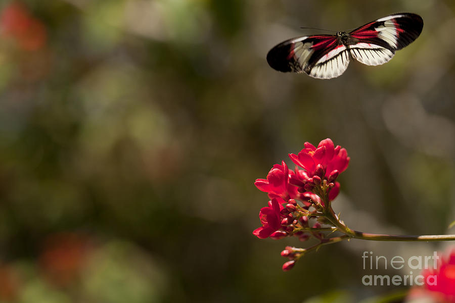 Butterfly in flight #1 Photograph by Anthony Totah