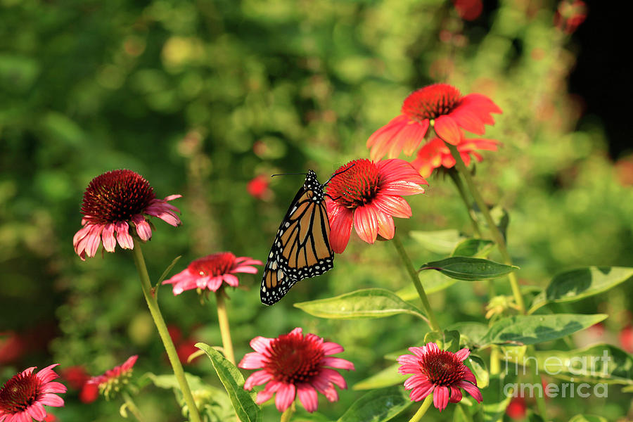 Butterfly in Garden #1 Photograph by Luana K Perez