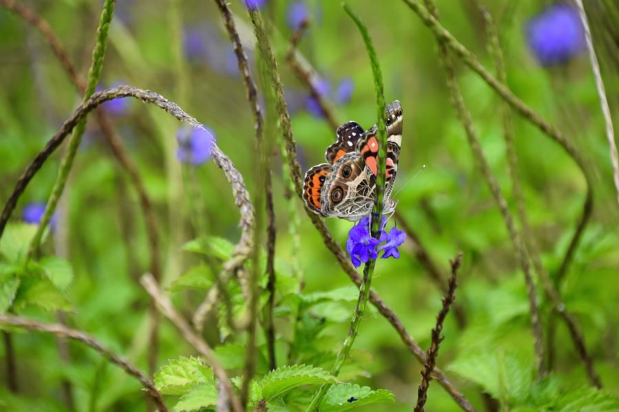 Butterfly in the Garden by Jenny Regan Butterfly in the Garden by Jenny Regan