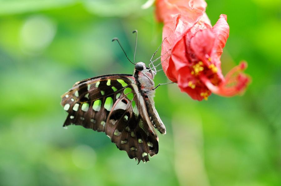 Butterfly Photograph By Jo Ann Matthews Fine Art America