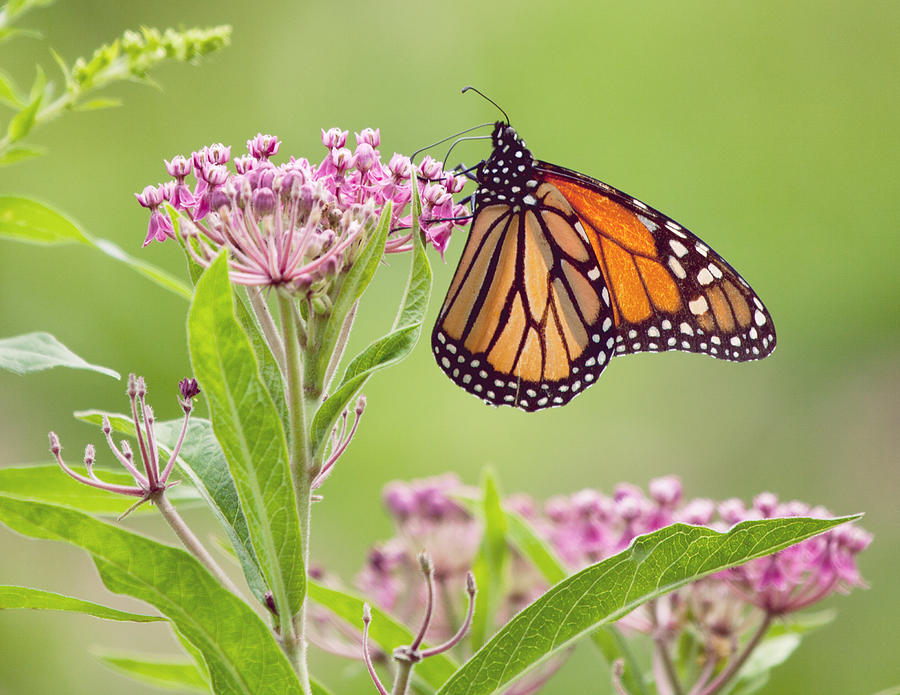 Butterfly Photograph by June Marie Sobrito - Fine Art America