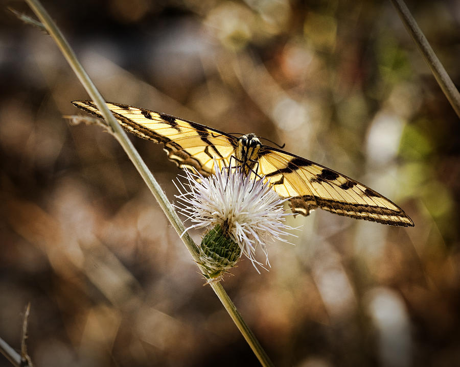 Butterfly Photograph - Swallowtail Butterfly by Kelley King