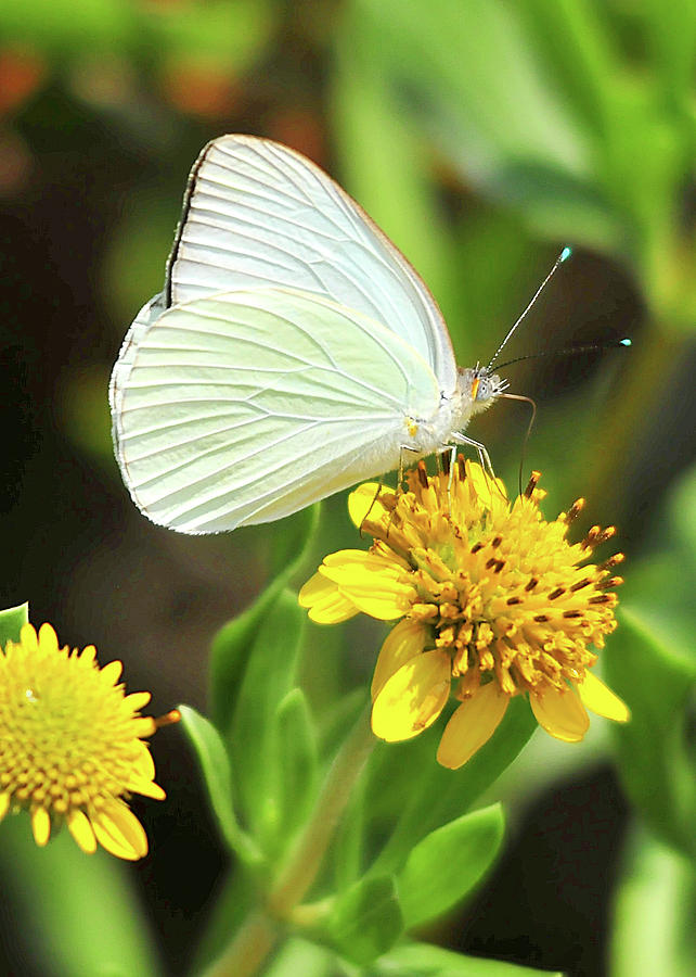 Butterfly Photograph by LaDora Sims - Fine Art America