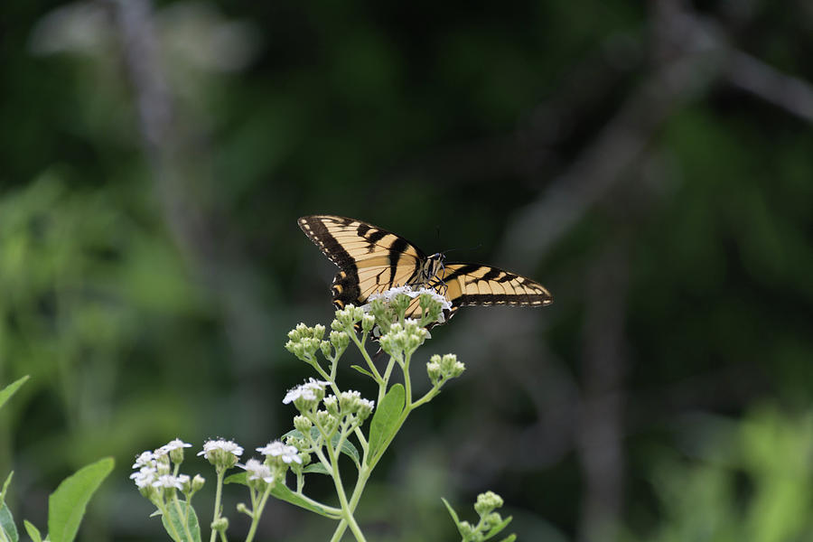 Butterfly Landing #2 Photograph by John Benedict