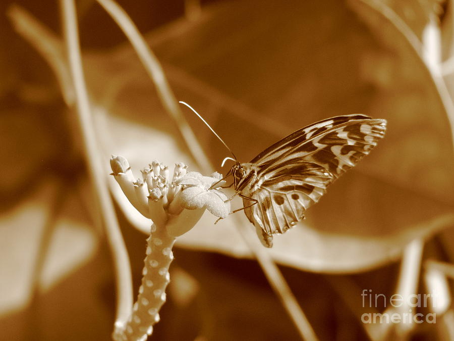 Butterfly #1 Photograph by Michael Krek