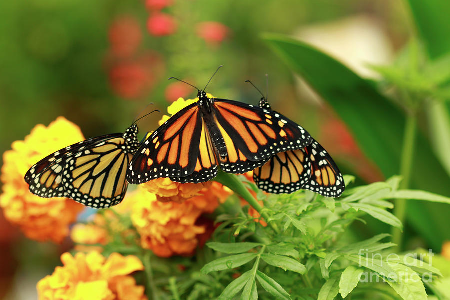 Butterfly Monarchs on Mums #2 Photograph by Luana K Perez
