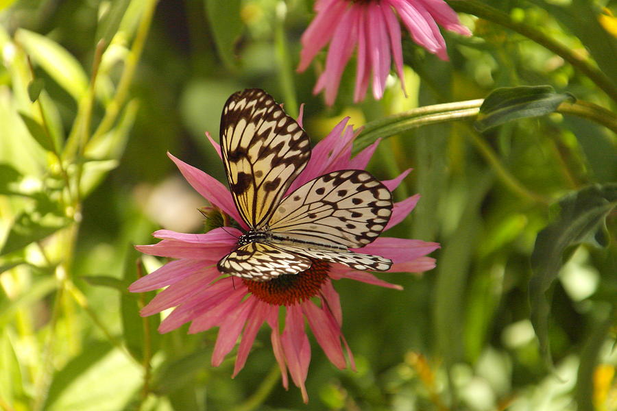 Butterfly on a flower #1 Photograph by Jeff Swan