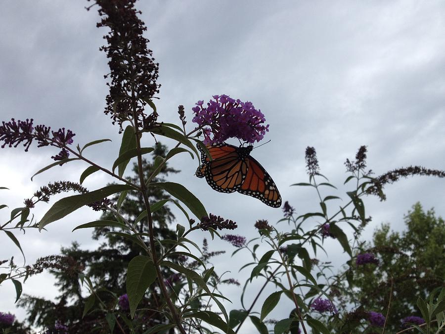 Butterfly on Bush by Iris Newman Butterfly on Bush by Iris Newman
