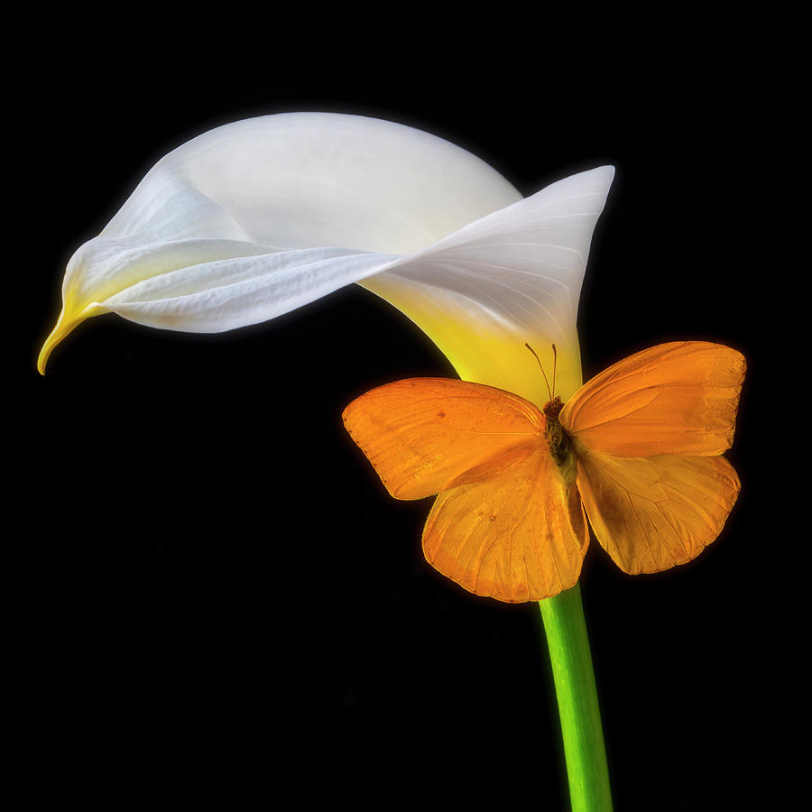 Butterfly Photograph - Butterfly On Calla Lily #2 by Garry Gay