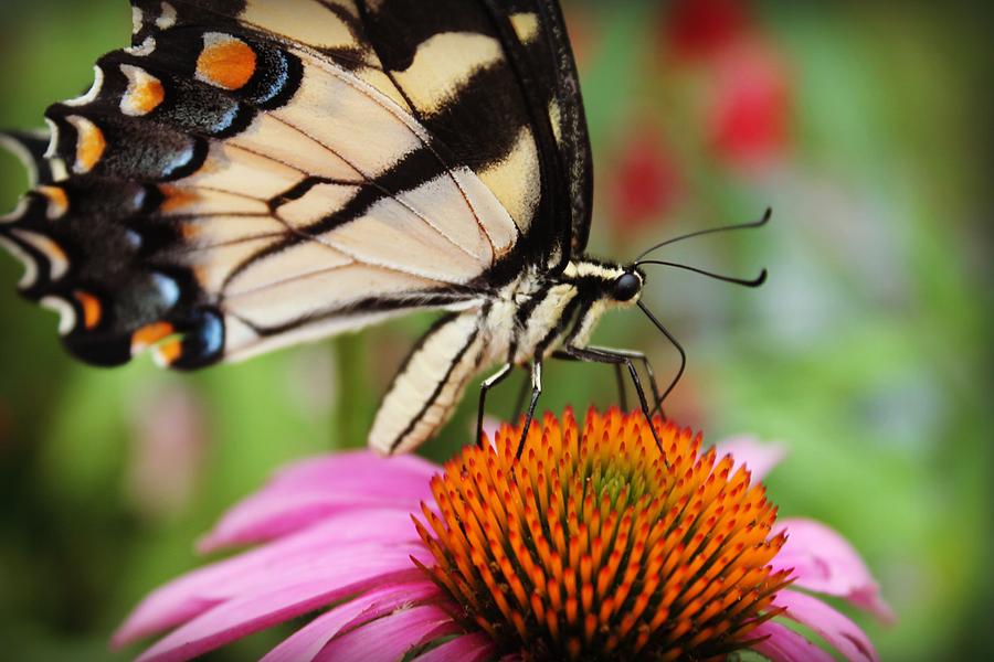 Butterfly On Coneflower Photograph by Vicki Dreher