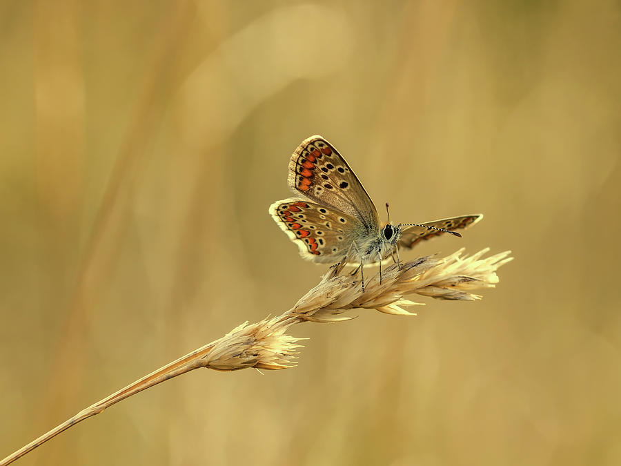 Butterfly On Grain #1 Photograph by Mountain Dreams
