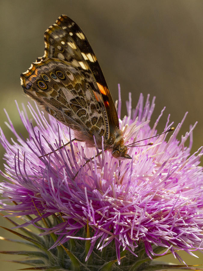 Butterfly on Thistle #1 Photograph by Jean Noren