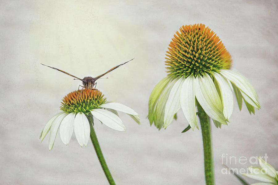 Butterfly On White Coneflower Photograph by Sharon McConnell