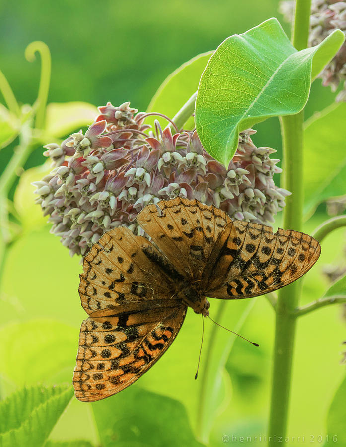 Butterfly On Wild Flower #1 Photograph by Henri Irizarri