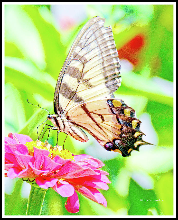  Butterfly on Zinnia Photograph by A Macarthur Gurmankin