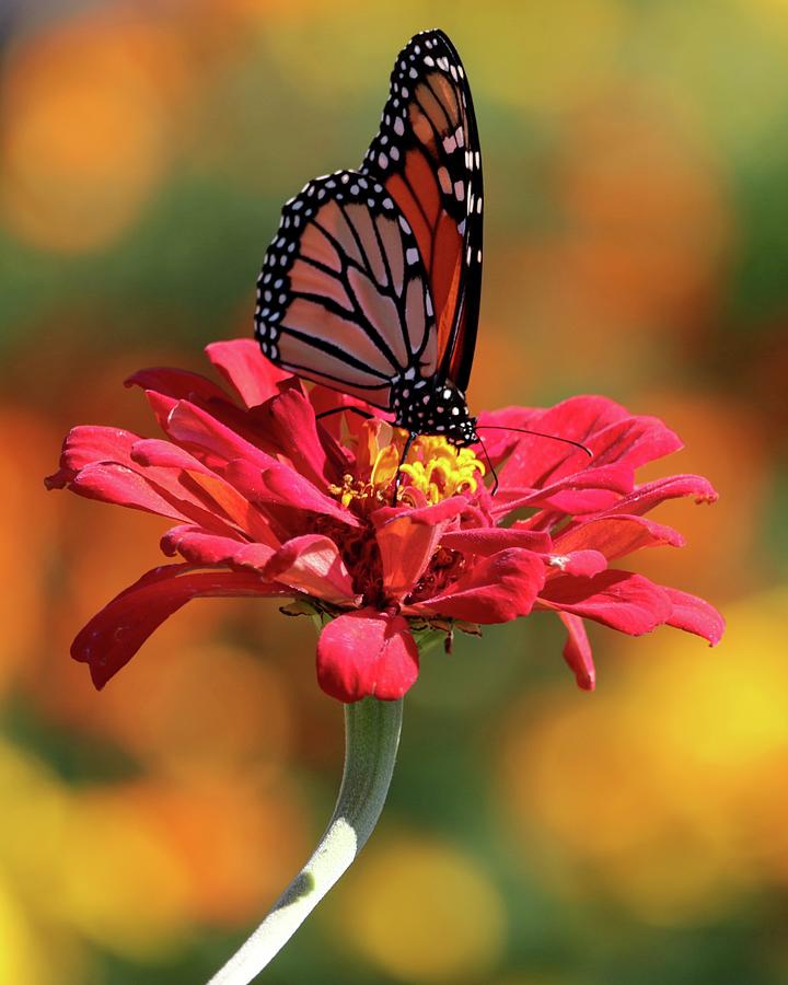 Butterfly on Zinnia #2 Photograph by Harold Rau