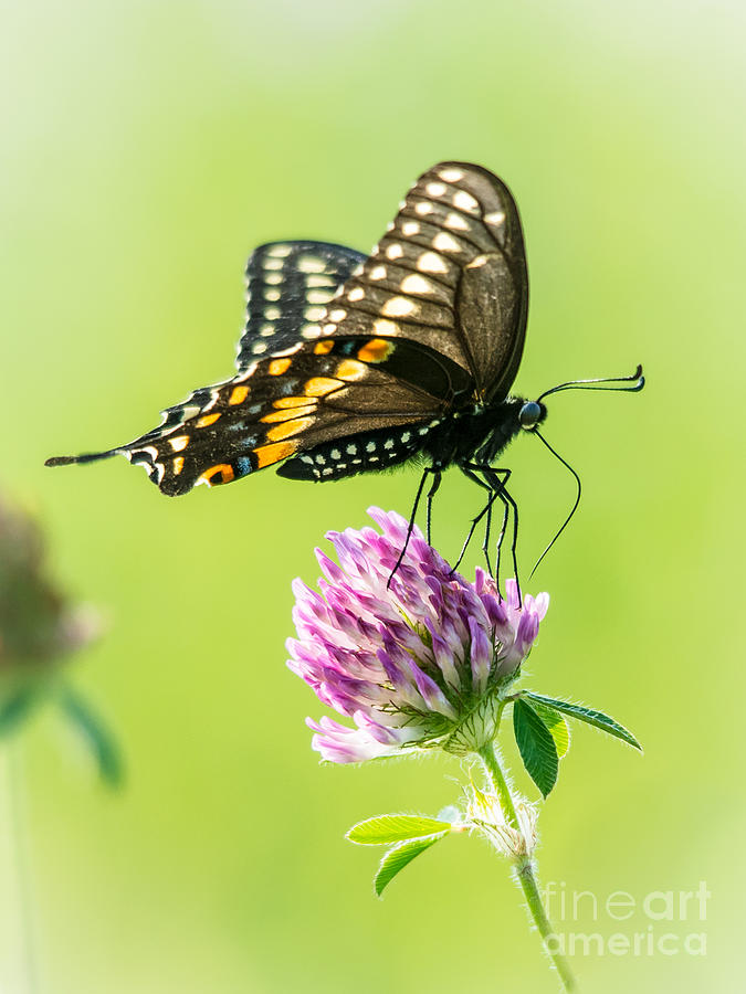 Butterfly Perfection #1 Photograph by Cheryl Baxter