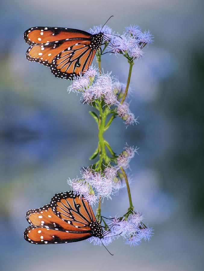 Butterfly Reflection Photograph by Tam Ryan