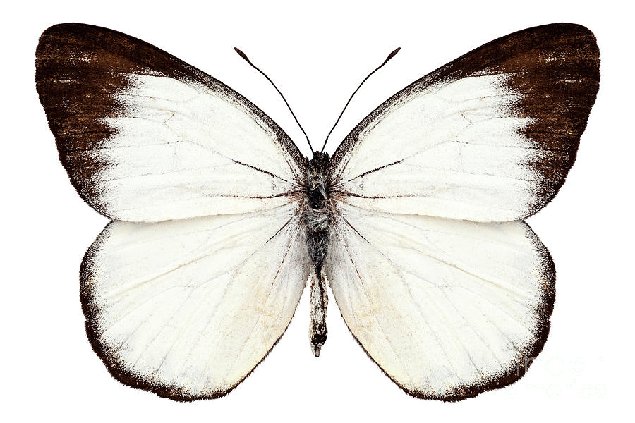 White butterfly species Appias lyncida #1 Painting by Pablo Romero - Pixels