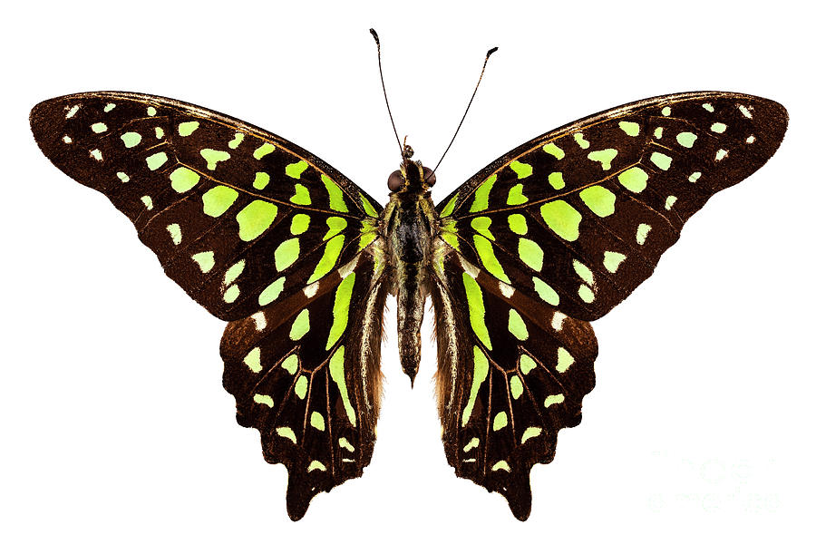 Butterfly species Graphium agamemnon Painting by Pablo Romero - Fine ...