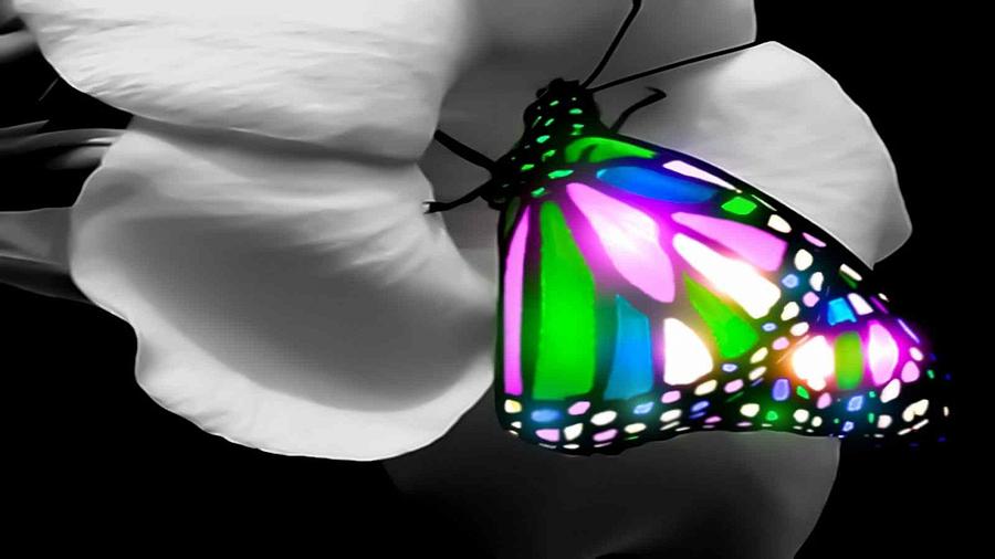 Butterfly Digital Art - Butterfly #1 by Super Lovely