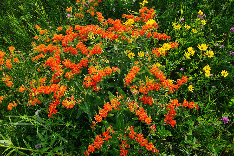 Butterfly Weed - Oxeye #1 Photograph by Ray Mathis