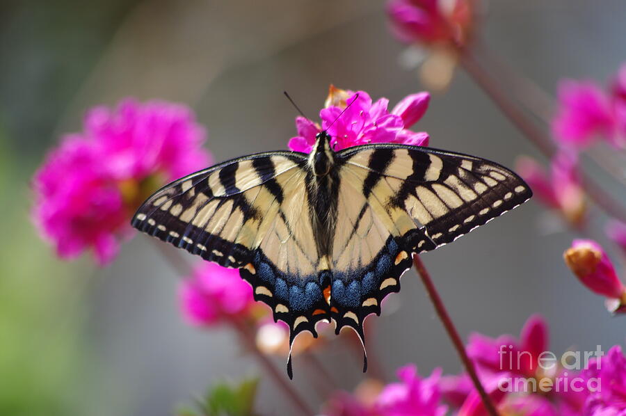 Butterfly2 #1 Photograph by Gerald Kloss