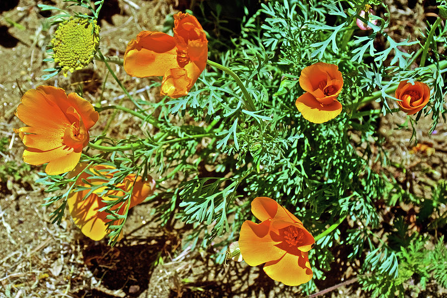 CA Poppies in Antelope Valley CA Poppy Reserve #1 Photograph by Ruth Hager