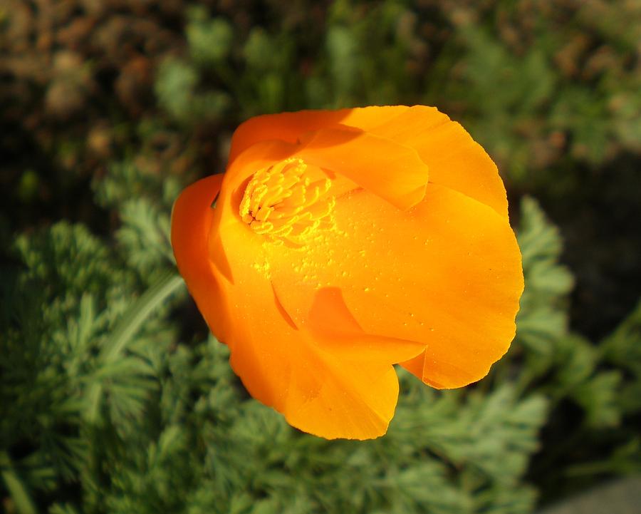 Ca Poppy 3 #1 Photograph by Kevin B Bohner