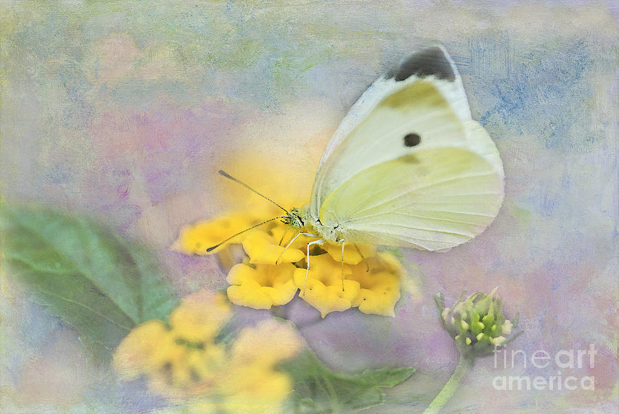 Cabbage White Butterfly #1 Photograph by Betty LaRue