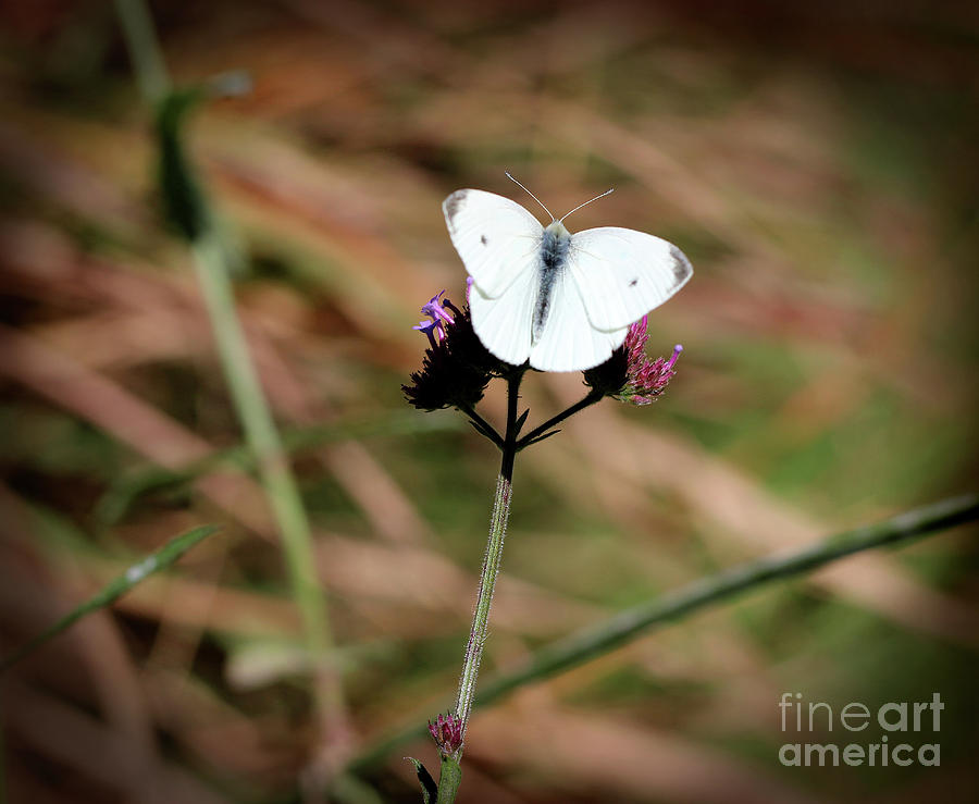 Cabbage White Butterfly in Fall #1 Photograph by Karen Adams