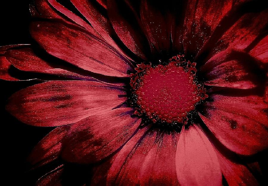 Flowers Still Life Photograph - Cabernet #1 by Faith Williams