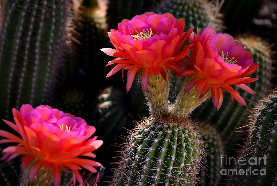 Sonoran Spring Photograph by Deb Halloran