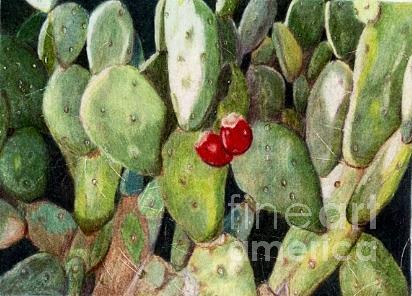 Cacti Drawing by Glenda Zuckerman